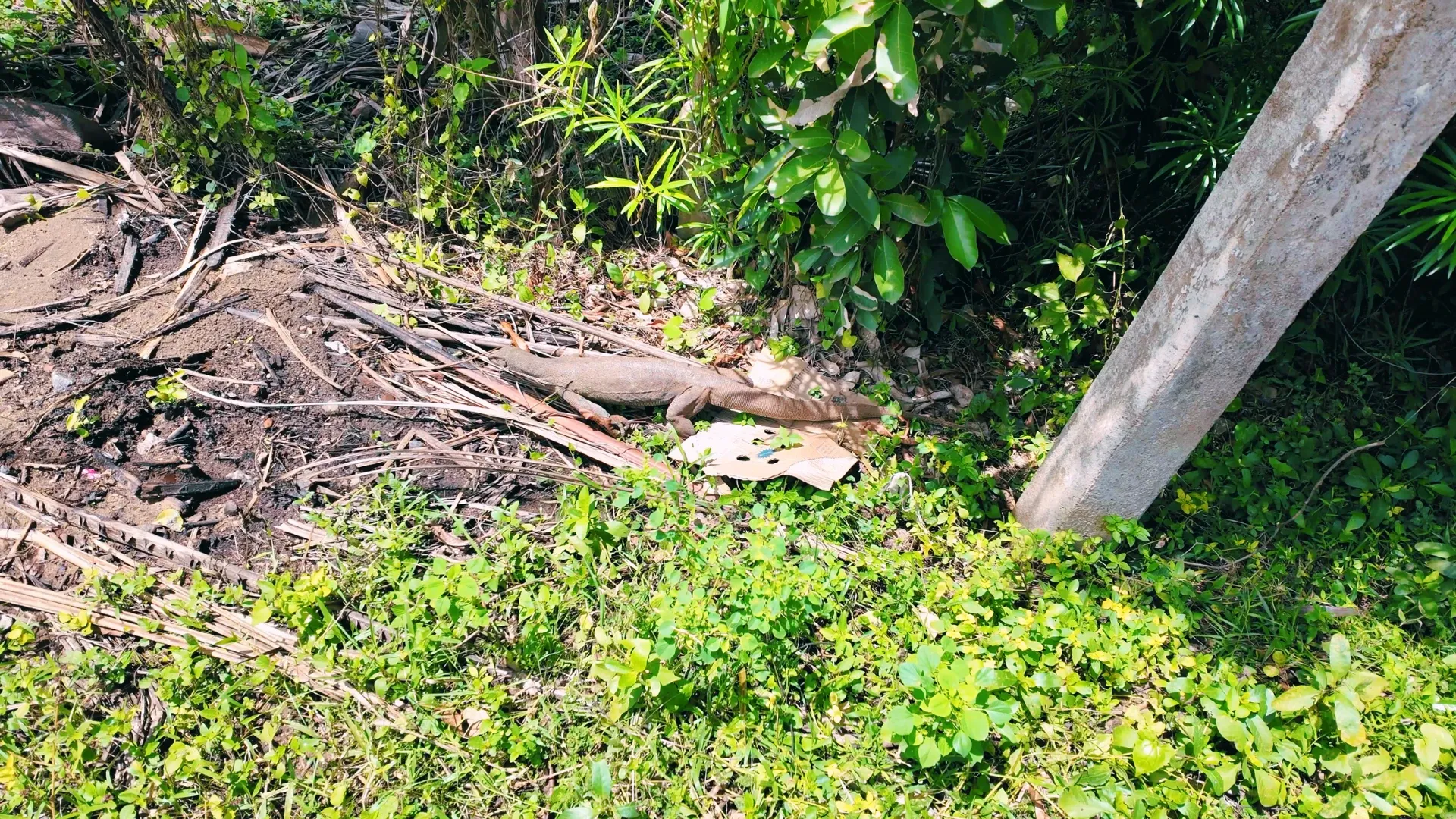 Bắt gặp động vật hoang dã trên đường phố Sri Lanka